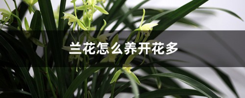 兰花怎么养开花多