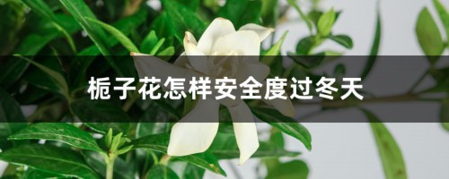 栀子花怎样安全度过冬天，栀子花冬天开花吗