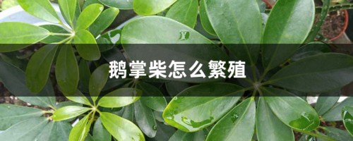 鹅掌柴怎么繁殖