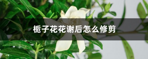 栀子花花谢后怎么修剪