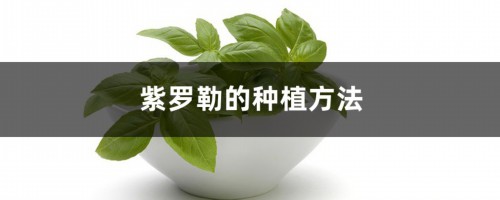 紫罗勒的种植方法